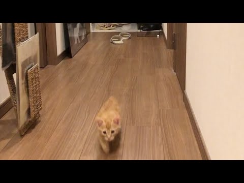 【保護猫】遠くの子猫を呼んだら走り寄ってくる姿がヤバすぎた