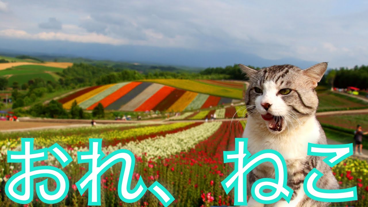 北海道の猫　✕【おれ、ねこ】