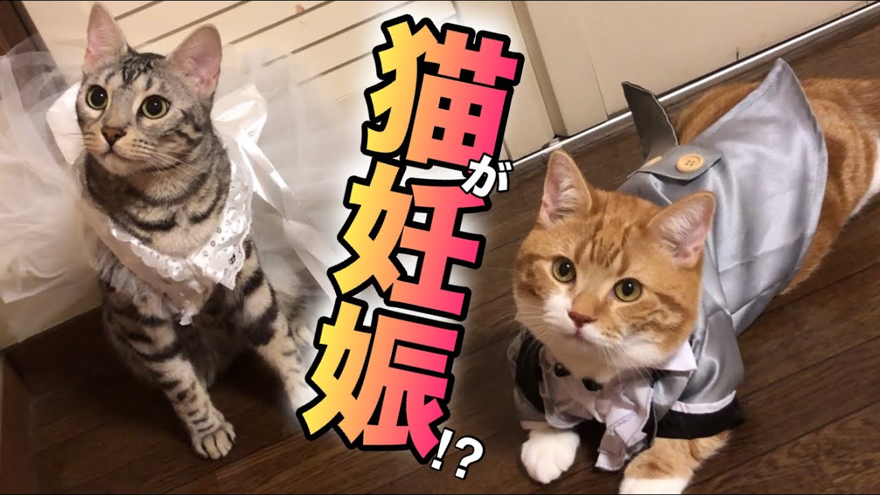 猫が妊娠⁉︎マンチカン×シルバーベンガルの待望の赤ちゃん猫出産？