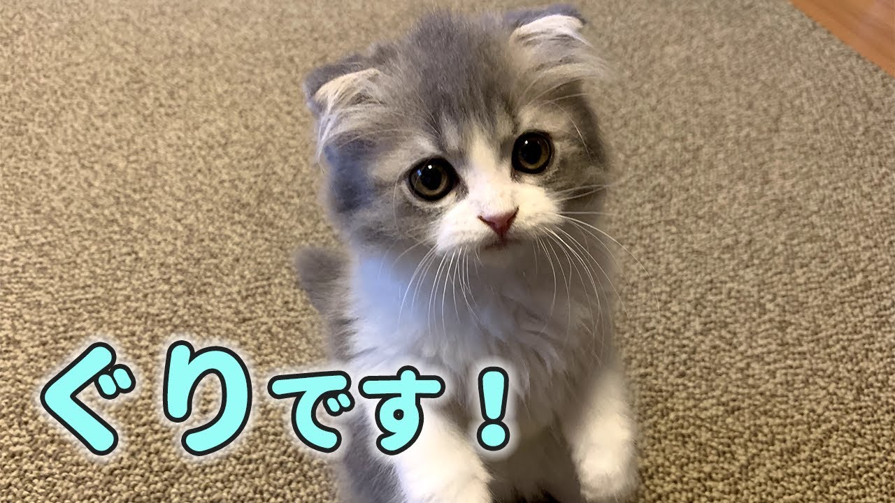 生後２ヶ月の子猫がやってきた...！【スコティッシュフォールド】