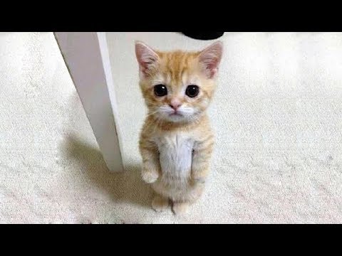 「猫かわいい」 すごくかわいい子猫 - 最も面白い猫の映画 #245