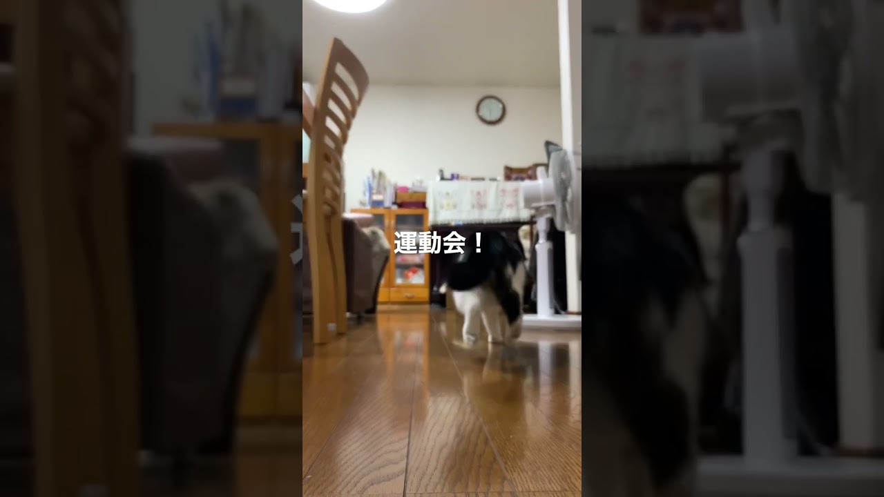 マンチカン猫ラピちゃん　今日はスポーツの日！朝から運動会！