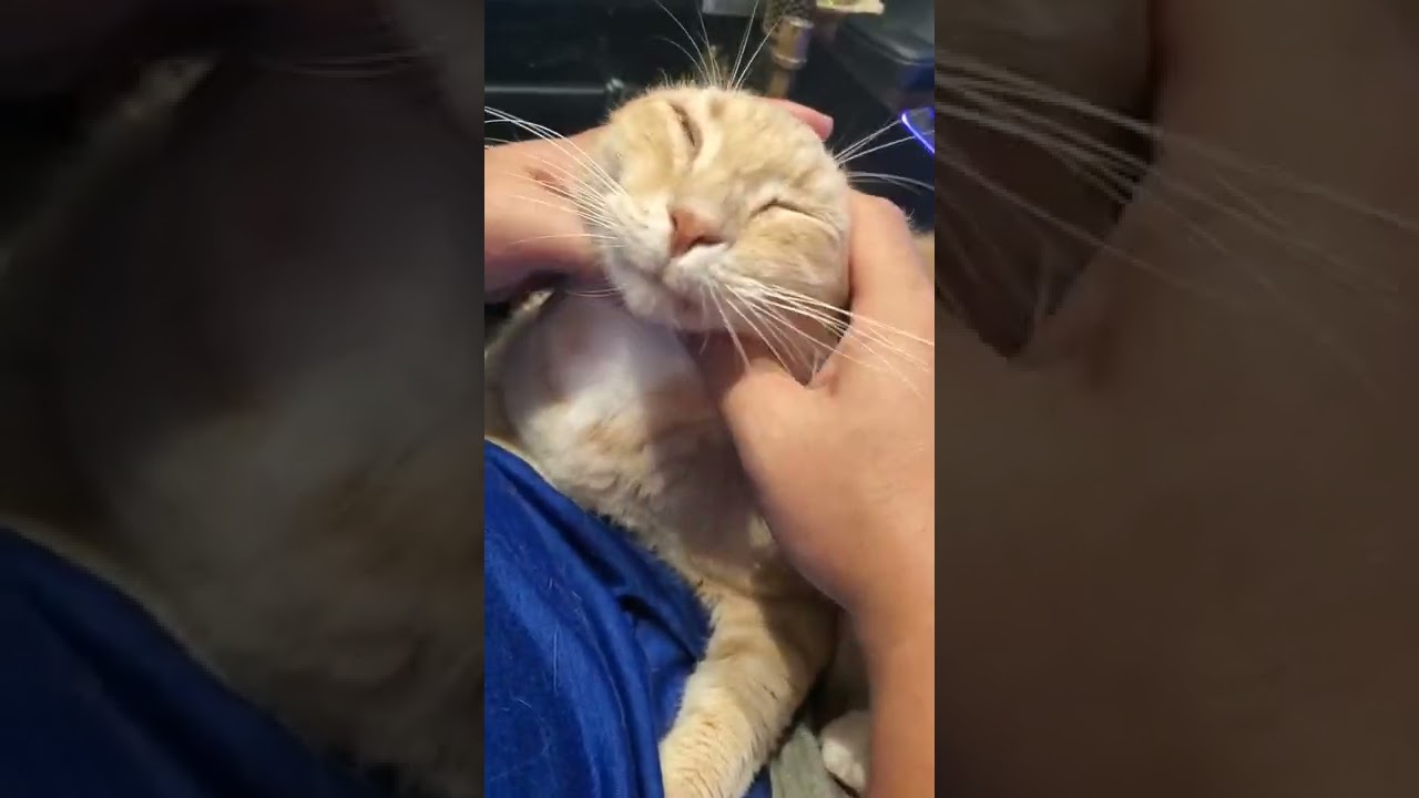 形状記憶耳のにゃんこ！アメリカンカール！