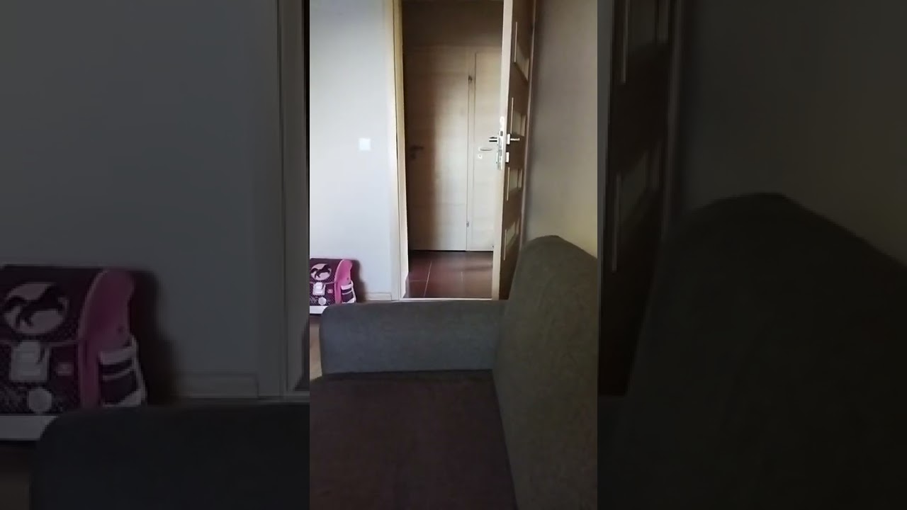 cornish rex like dog