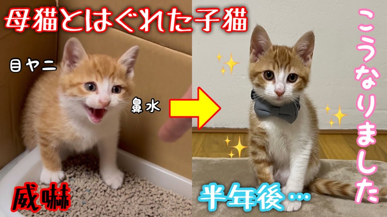 【野良猫から家猫へ】母猫とはぐれた子猫を保護しました。