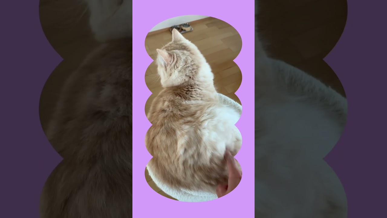 まったり猫 #スコティッシュフォールド #猫 #癒し動画 #癒し #猫動画