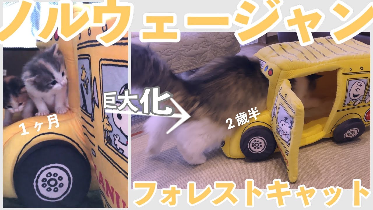 こんなに変わる、１８倍に巨大化したノルウェージャンフォレストキャットを子猫時代と比較してみました。