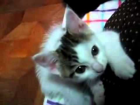 【子猫編】めっかった！！！！