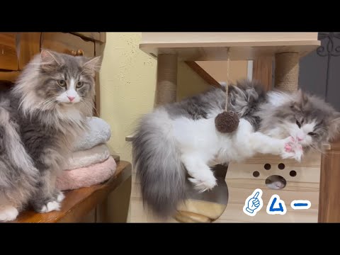 【ターキッシュアンゴラ】ノルウェージャンフォレストの兄弟と遊んであげるのか…？？