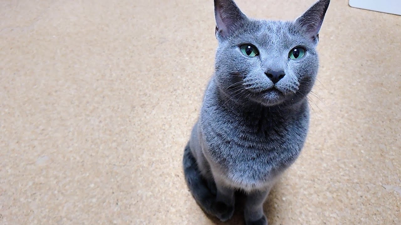 【猫動画】嫁から離れたがらないロシアンブルー【russianbule】Russian Blue who does not want to leave his wife