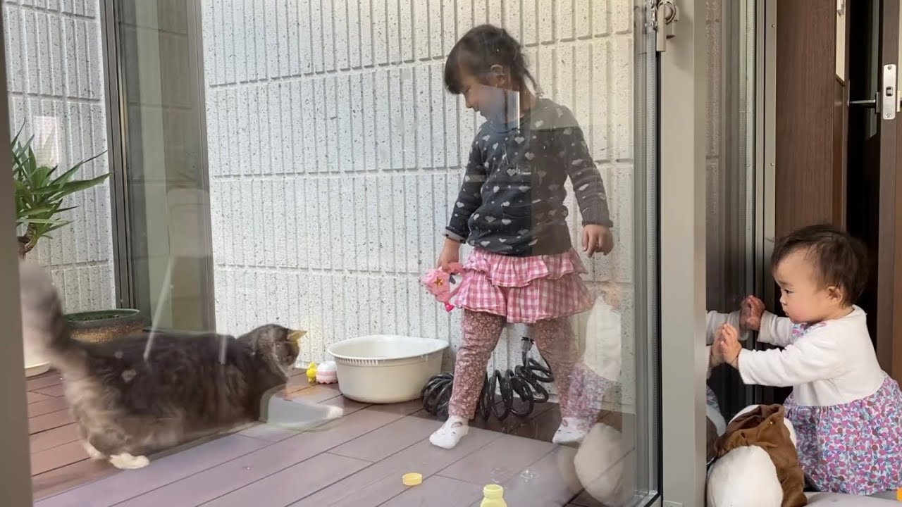 年末年始を娘と遊んで過ごす猫　ノルウェージャンフォレストキャットA cat who spends the New Year holidays playing with daughter.