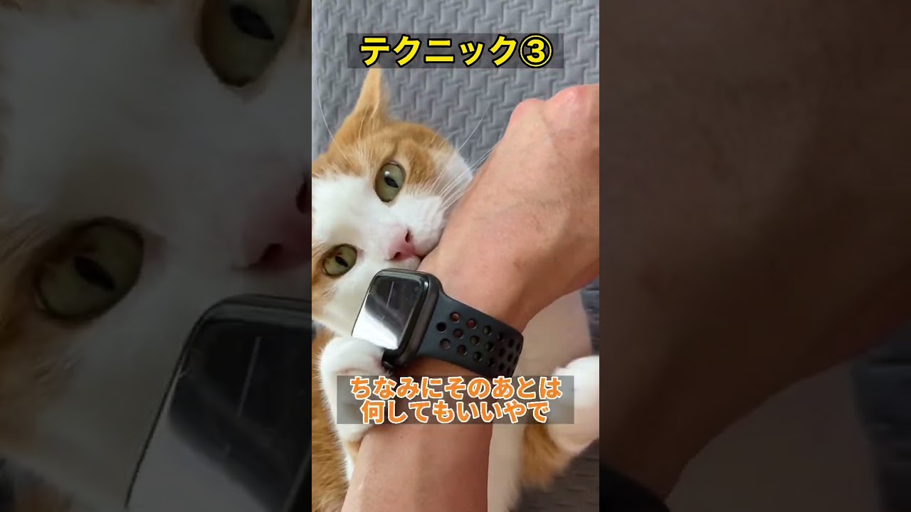 わかっててやってる😂？ #猫 #スコティッシュフォールド #ねこのいる生活