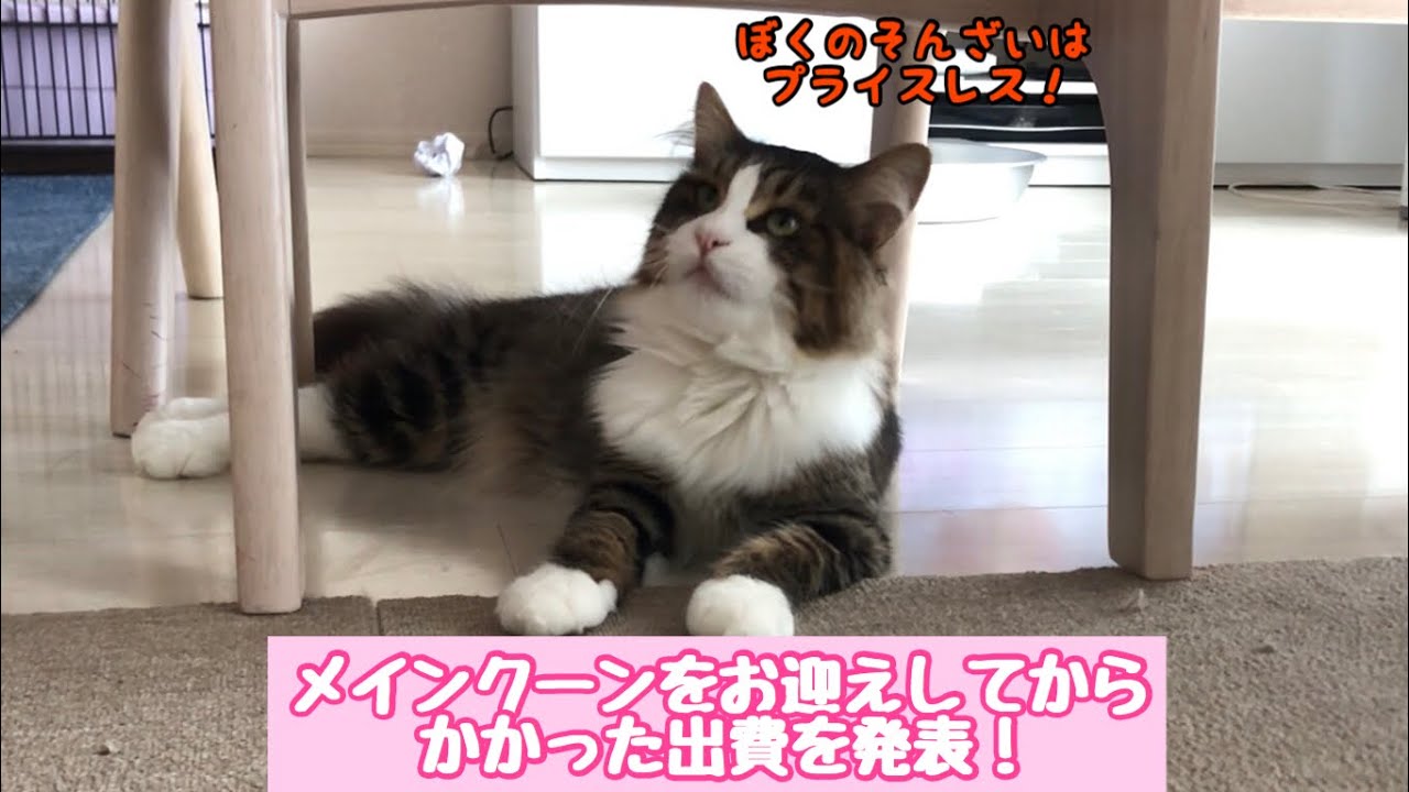 ペット初心者必見！メインクーンをお迎えしてから実際にかかった支出発表【たぬきしっぽの猫】