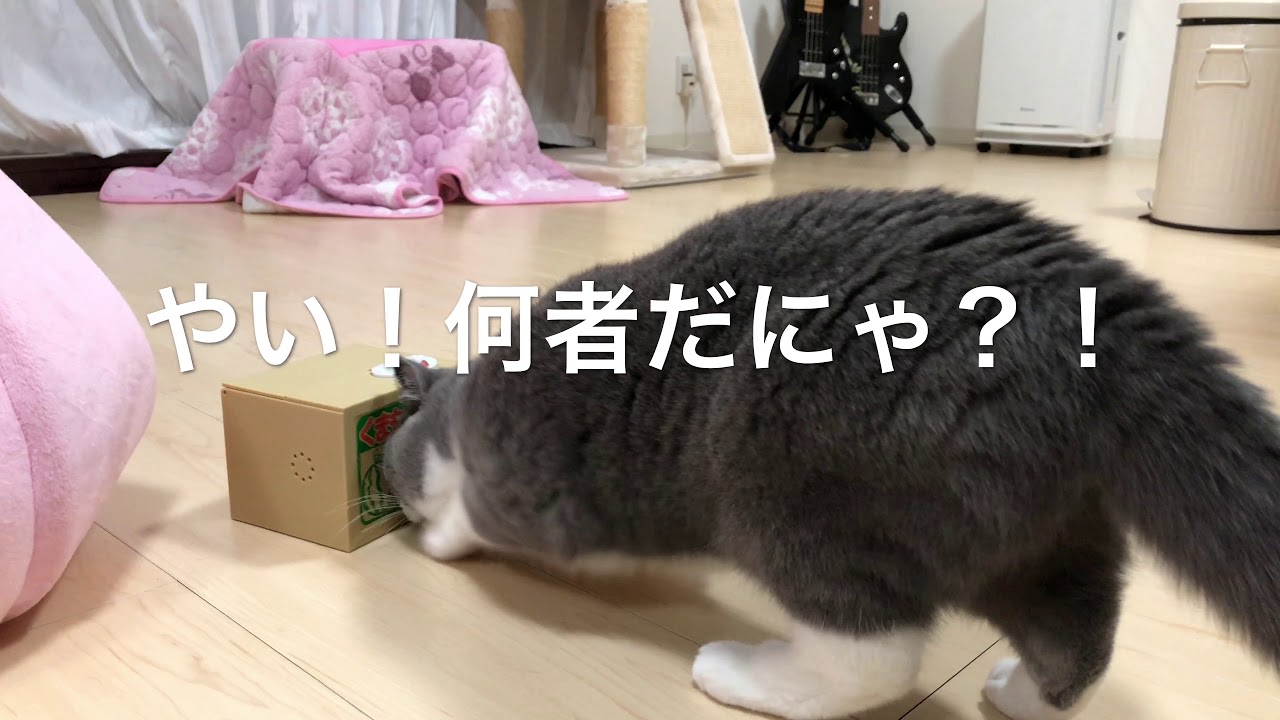 2018/07/18　セルカークレックスの梅子vol.317