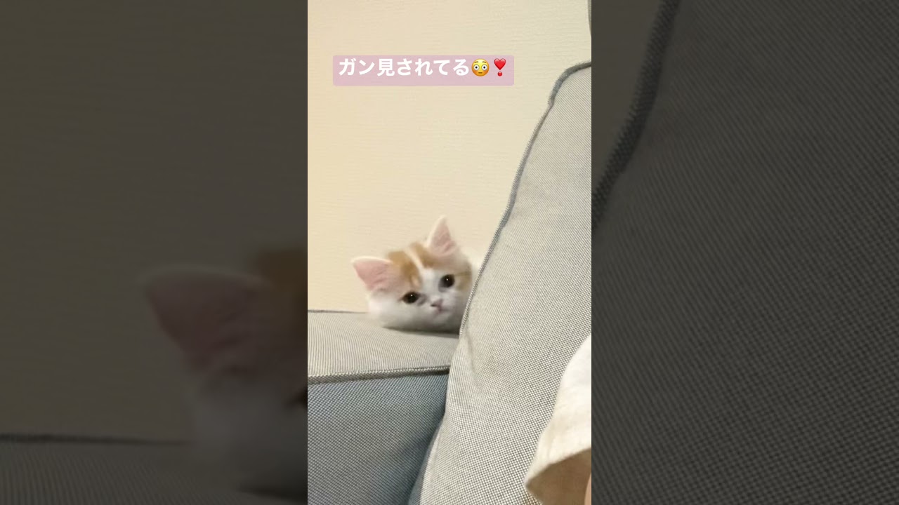 主をガン見する子猫が可愛すぎる【スコティッシュフォールド】#Shorts