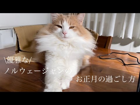お正月休みを優雅に満喫する猫が可愛いw【元保護猫ノルウェージャン】