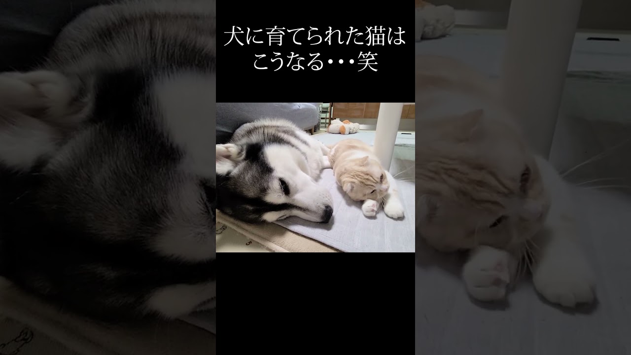 ハスキー犬に育てられた猫はこうなった...笑#shorts