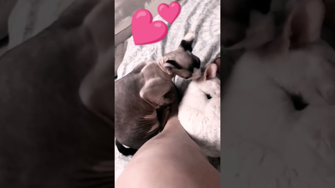 Cornish Rex love #shorts #cat #love