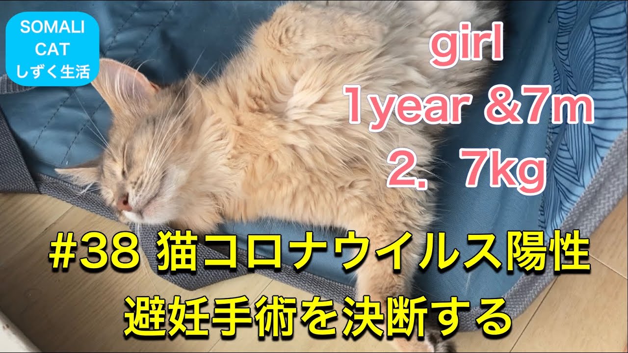 【猫コロナウイルス】#38 しずくの避妊手術を決意 【猫】【ソマリ】
