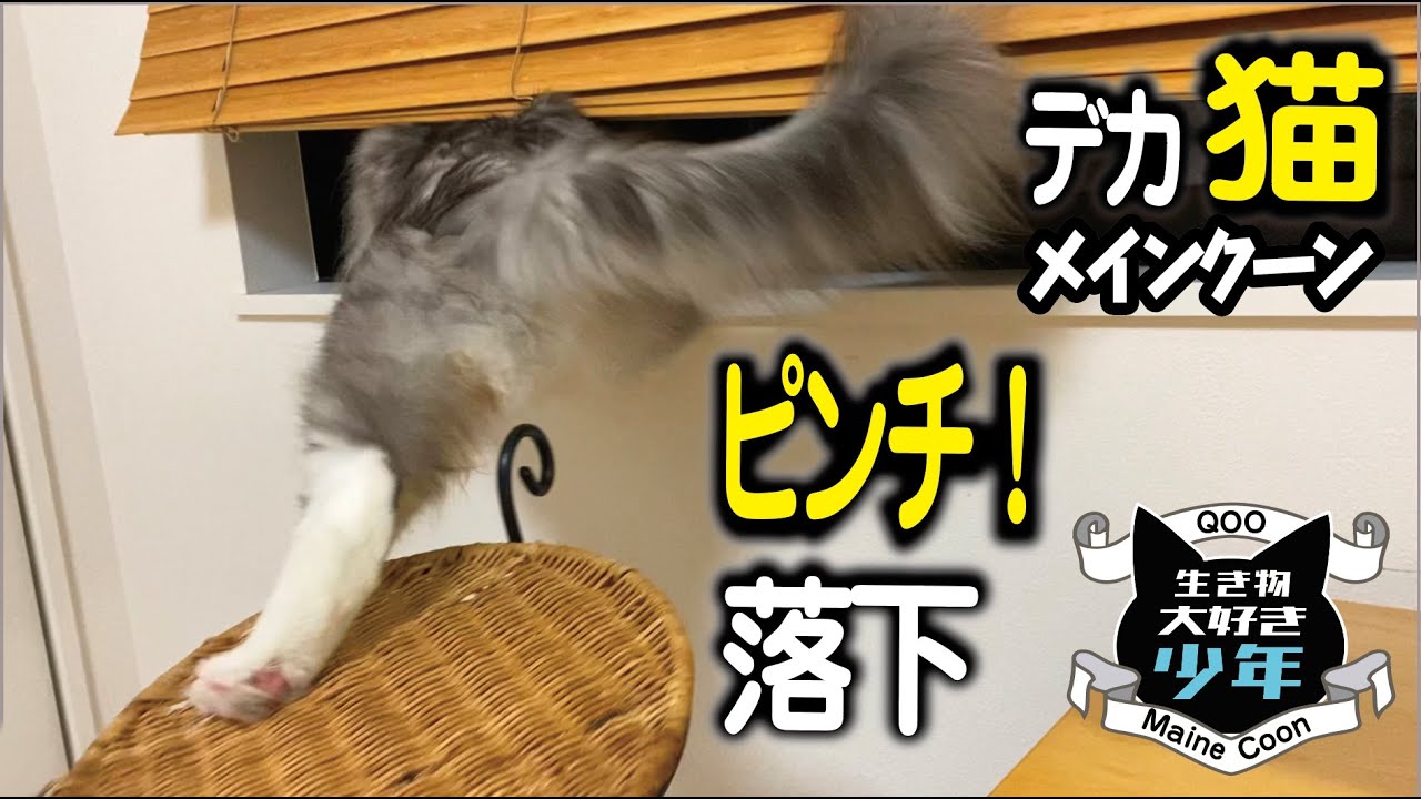 【メインクーン】大型猫、重すぎて落下？！