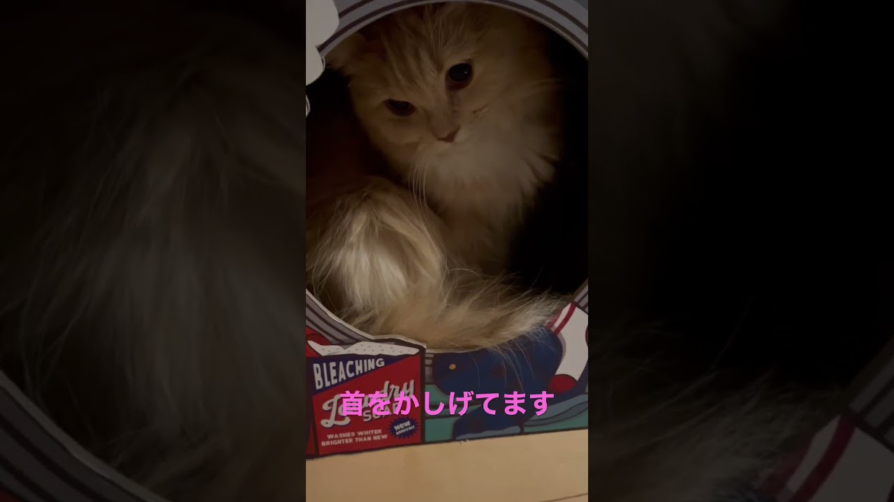 何かから身を隠すラガマフィン🐱