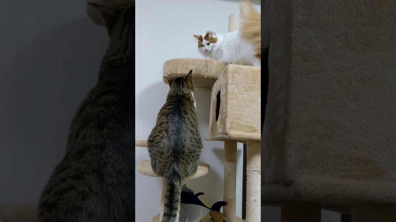 キジトラ猫に狙われるメインクーン