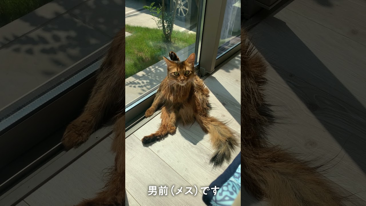 # 137　びちゃびちゃソマリ