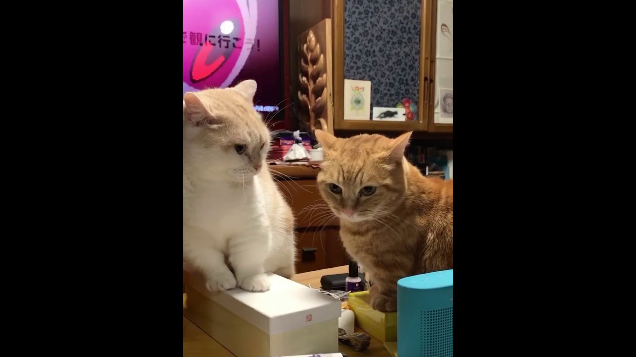 うちの猫が珍しく文句言ってるけど可愛い #shorts