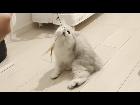 生後３ヶ月のペルシャ猫ちゃんが可愛いすぎる