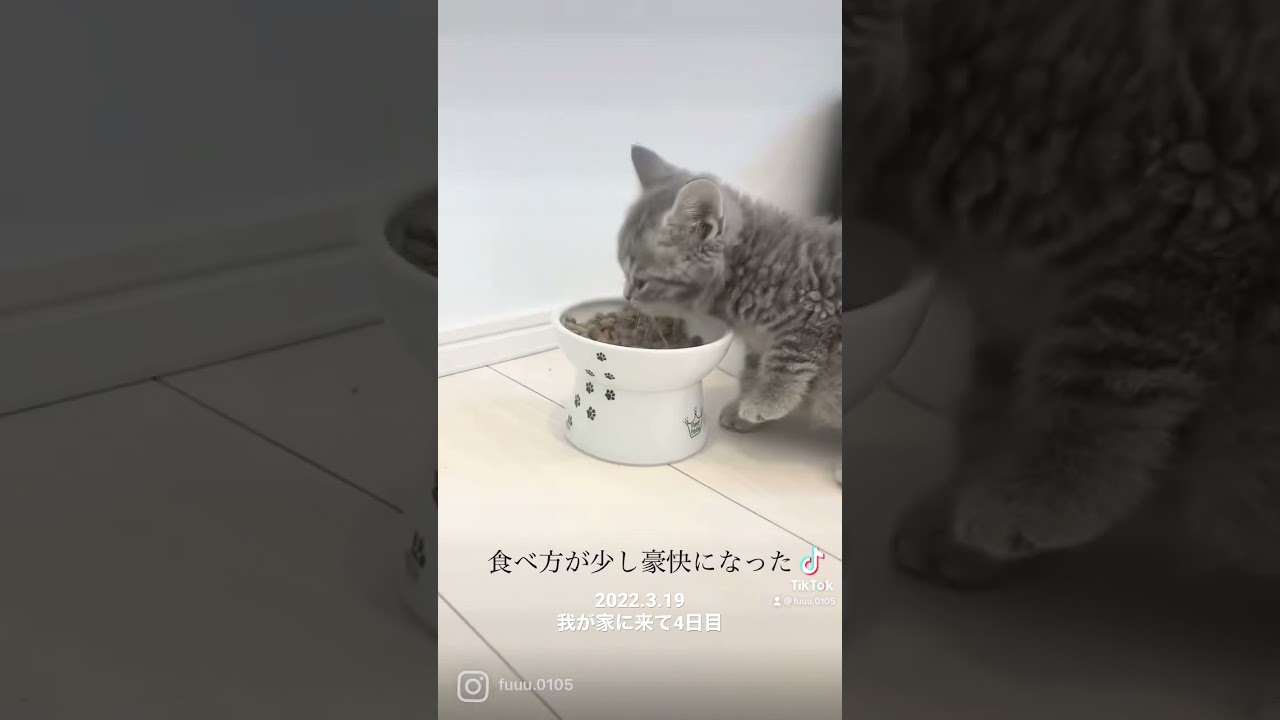 食べ方が豪快になってきたネコ #スコティッシュフォールド #こねこ #猫好き