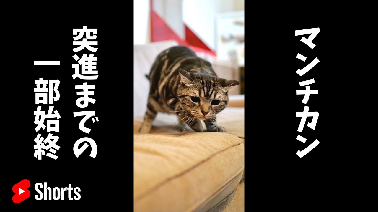マンチカン 突進までの一部始終 #shorts
