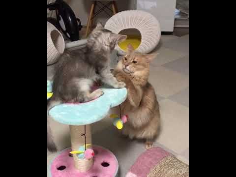 弟にスキを狙われる兄 (ソマリ兄弟)