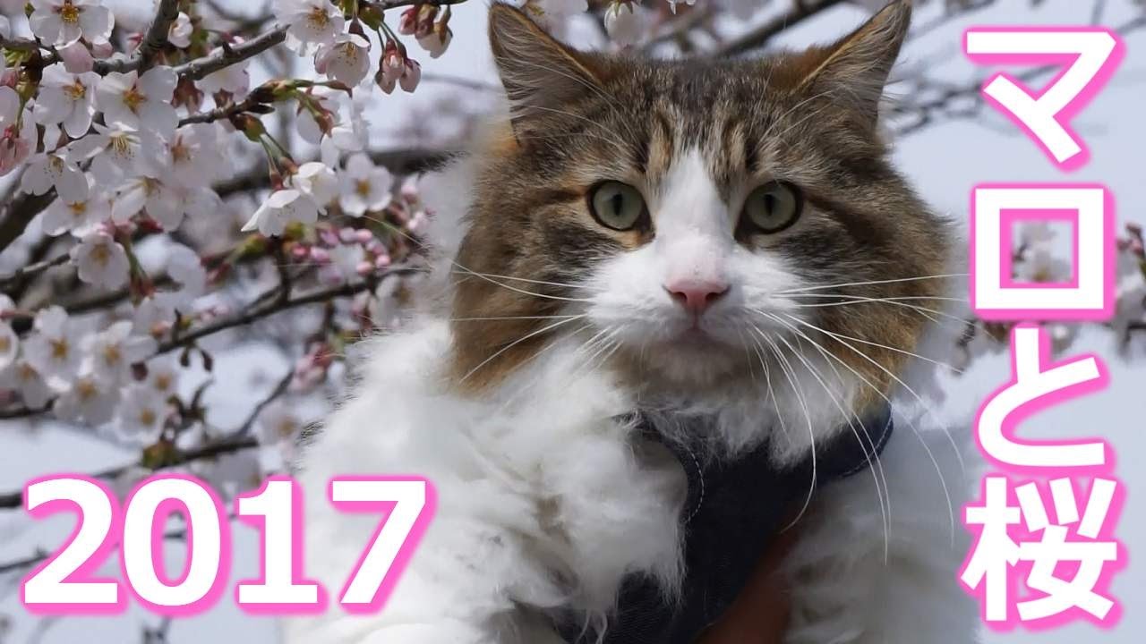 【猫 メインクーン】マロと桜2017