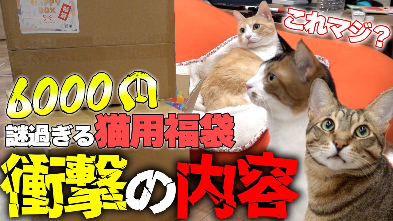 中身の分からない謎過ぎる”猫用福袋”を開封したら衝撃すぎました…