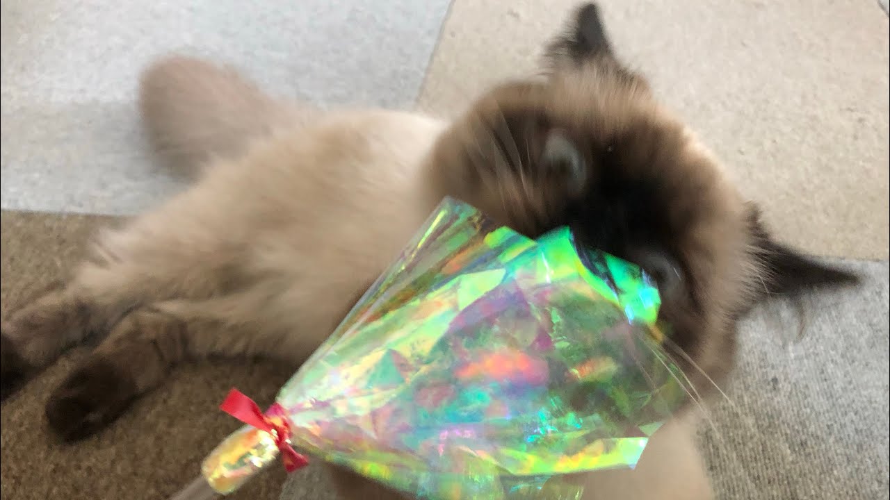 【ヒマラヤン】ヒマラヤンとアメショの運動神経を比べてみた【多頭飼い】