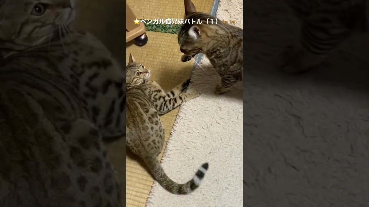 @#ベンガル猫 #ベンガル子猫 #ブログ ！？★（１）ベンガル兄妹バトル！！🐆🐆（２０２２１１２５ー１）