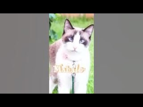 カウントダウンされる シャム猫 #shorts  Funny face Siamese cat