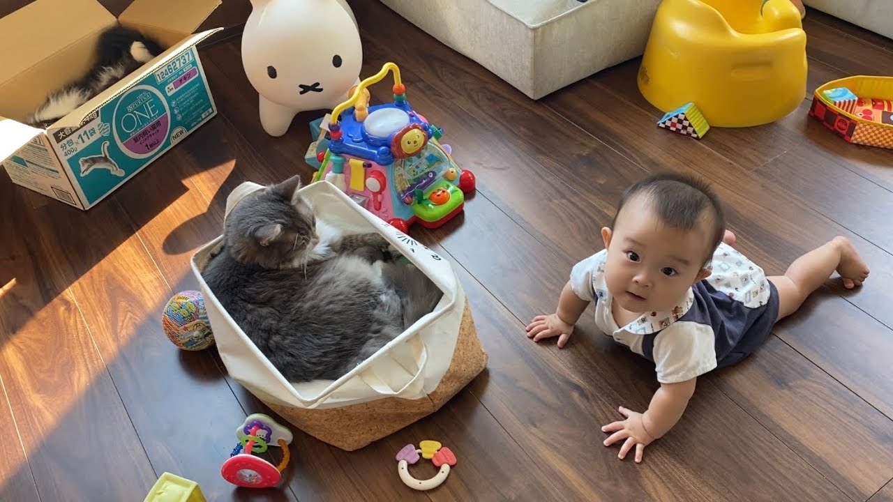 オモチャ箱を塞ぐ猫　ノルウェージャンフォレストキャットA cat blocking a toy box. Norwegian Forest Cat.