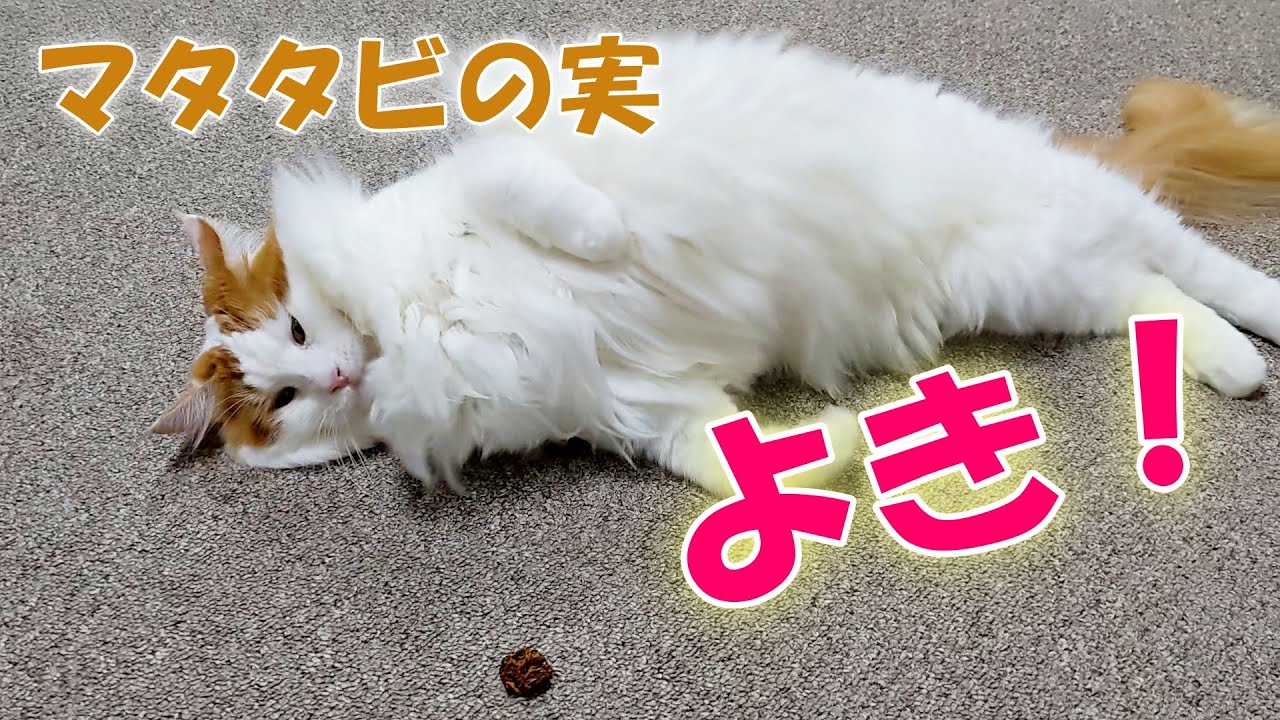 メインクーンにまたたびの実をあげたら飼い主の手ごと食らいついて面白い！