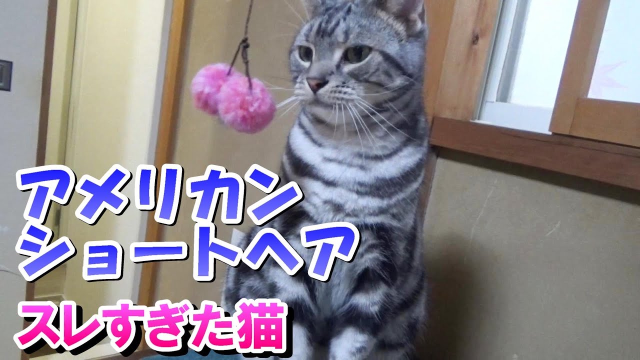 すぐに釣れなくなるスレすぎた猫（アメリカンショートヘア）