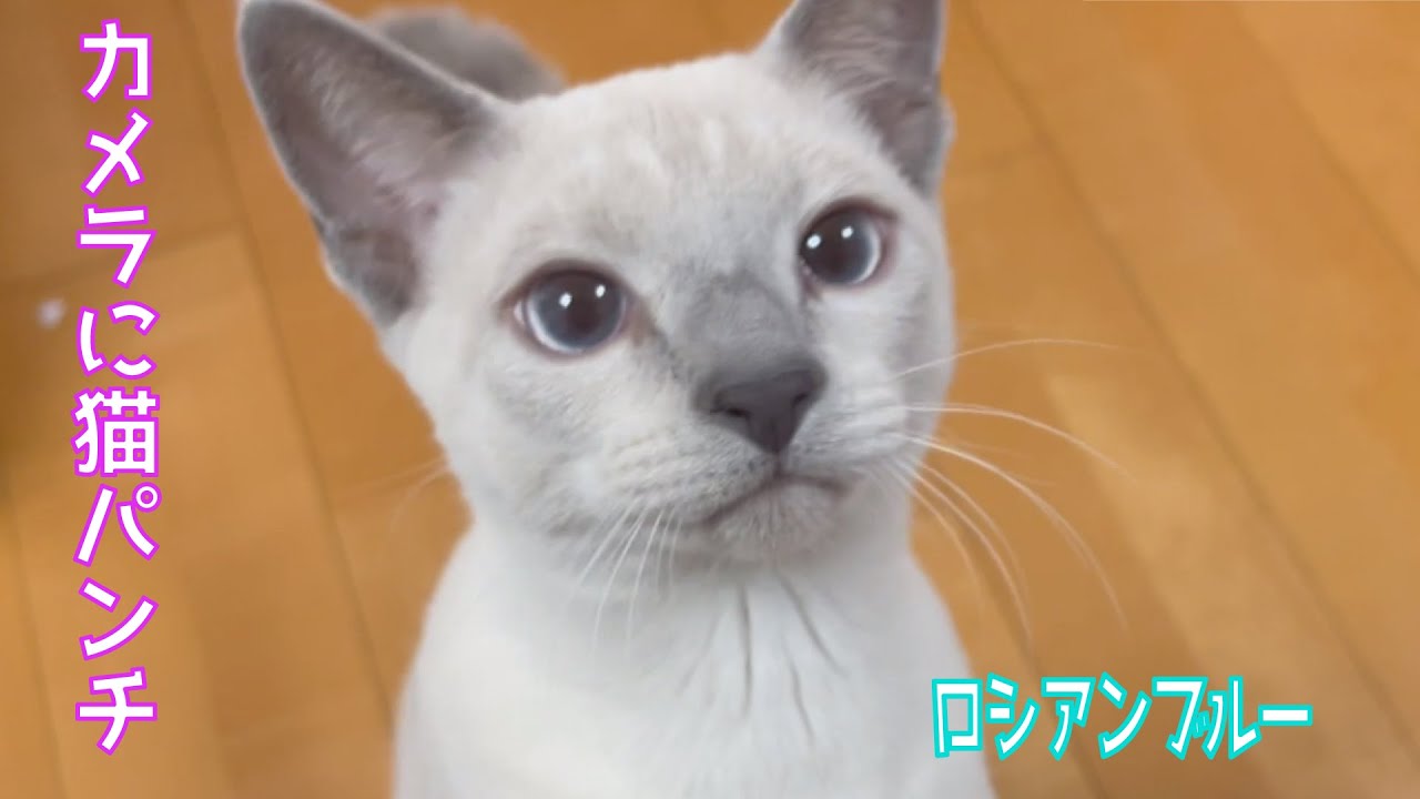 毎日お膝に乗ってくるロシアンブルーの仔猫