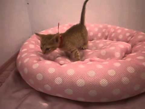 257401オシキャット