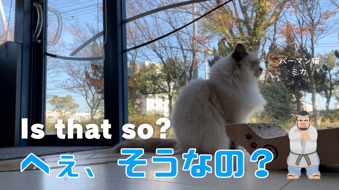 バーマン猫ミカ【へぇ、そうなの？】Is that so?（バーマン猫）Birman/Cat