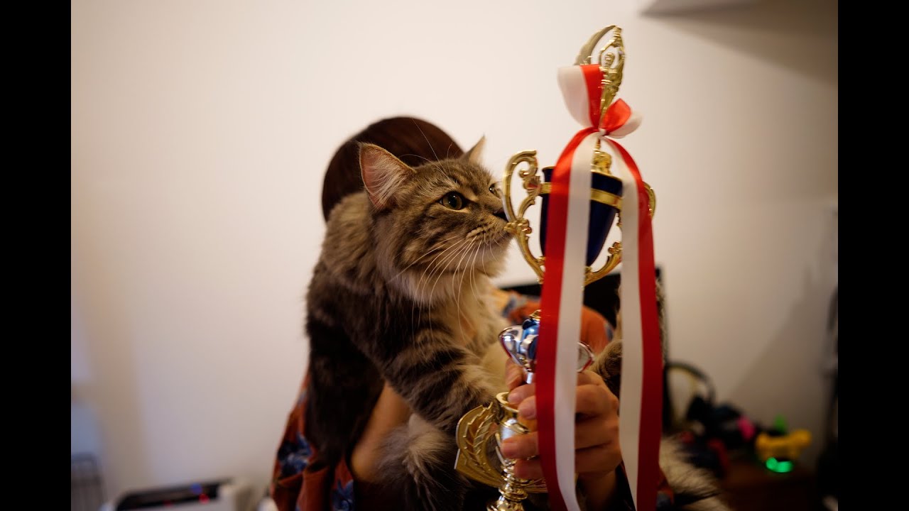 【メインクーン】初めてのキャットショー出場♪（出陳）【ASIA CAT CLUB 大阪 2019 冬】