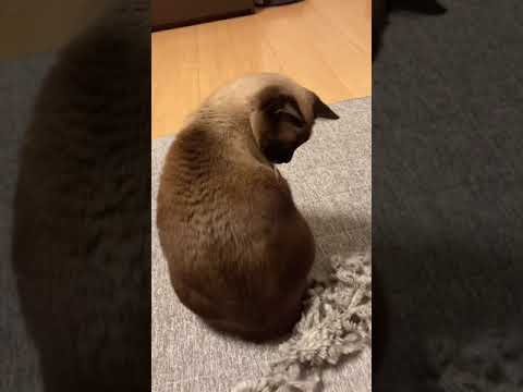 今日のシャム猫