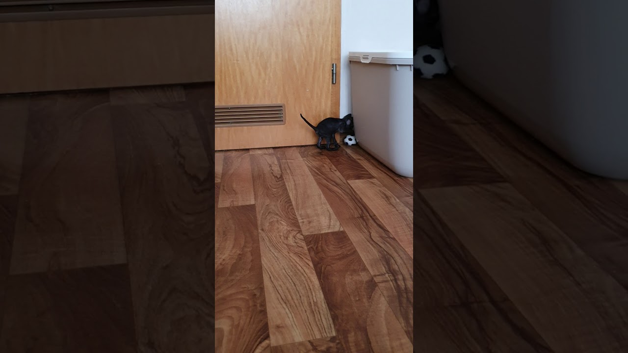 Cornish Rex Kitten in black!!!