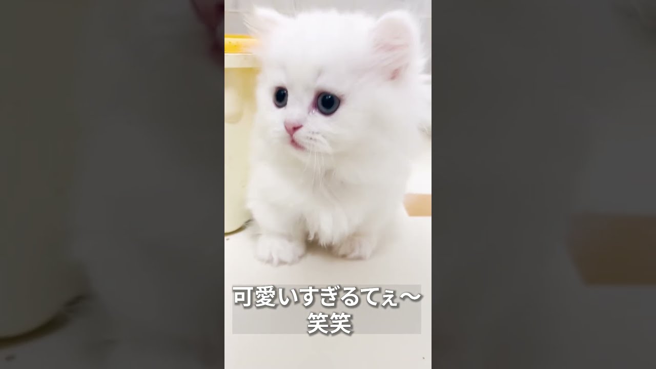 【子猫の成長記録】#shorts #ミヌエット #マンチカン #子猫