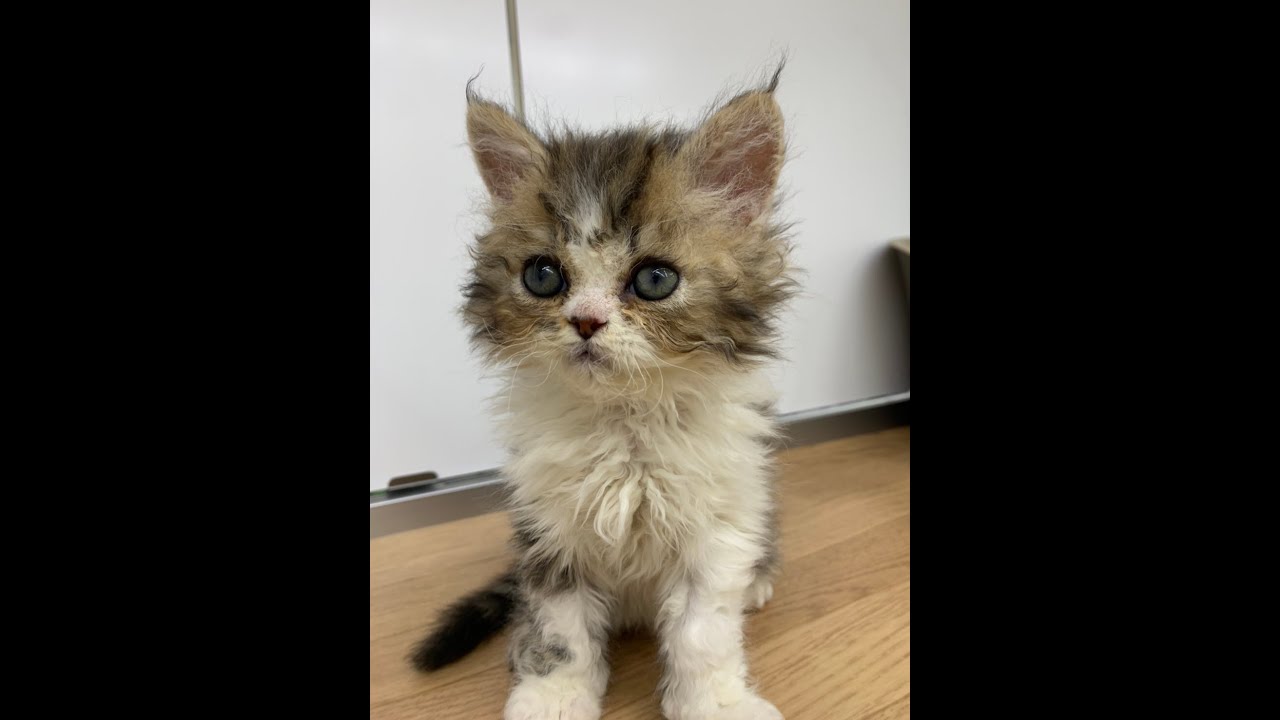 ペッツファースト＿セルカークレックスちゃん😼♩