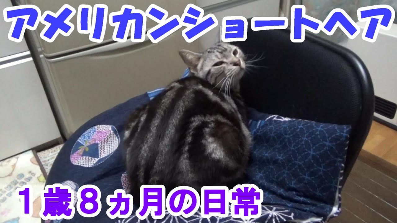 １歳８ヵ月の日常（アメリカンショートヘア）