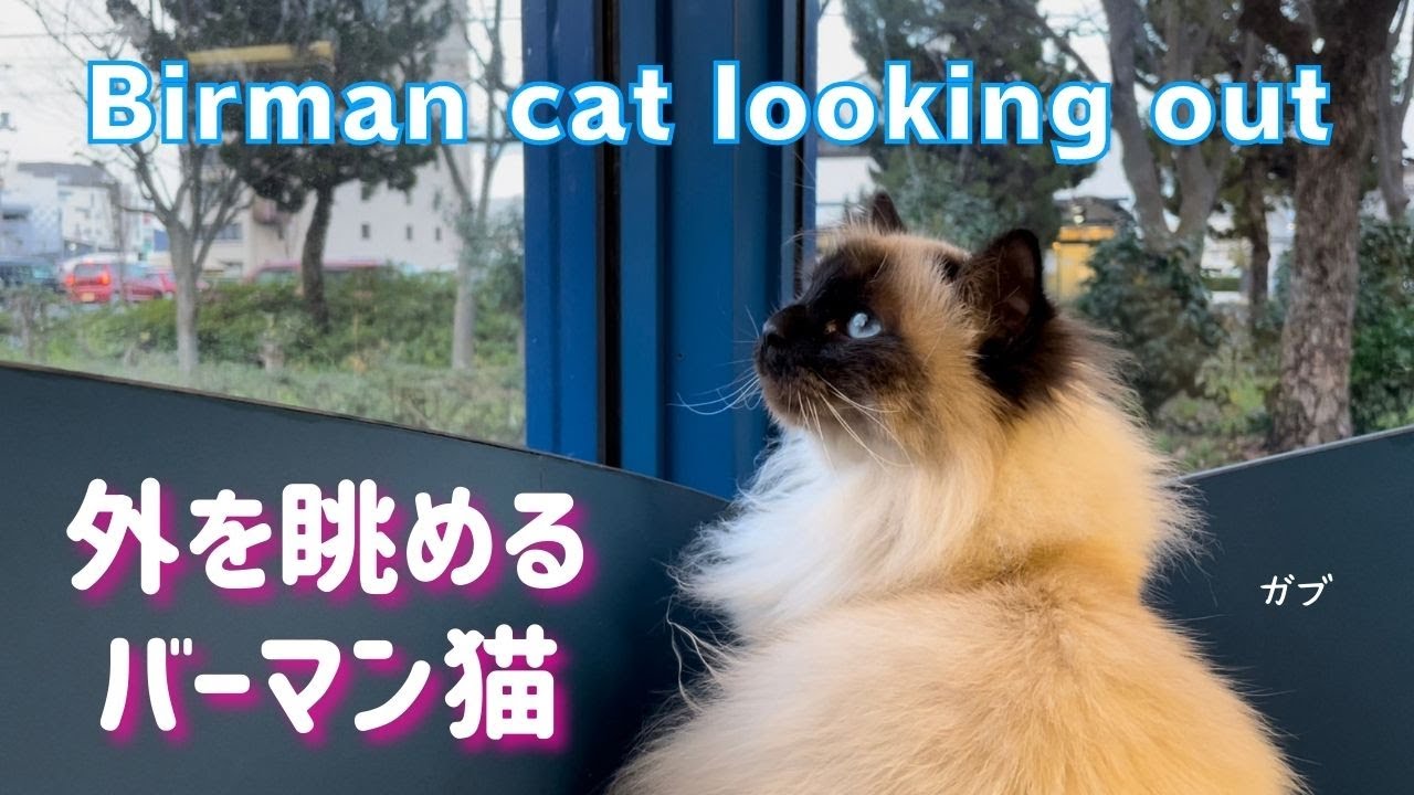 窓の近くに座って【外を眺めるバーマン猫】Birman cat looking out（バーマン猫）Birman/Cat